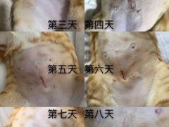 -宠颐生宠物医院·心肾内科·猫专科诊疗中心宠巢店