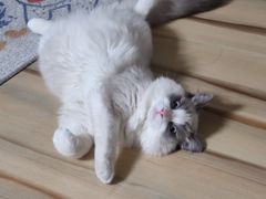 -瑞派·关忠动物医院·异宠专科·犬猫肿瘤·皮肤专科(望京店)