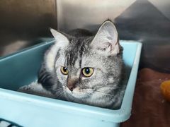 -宠颐生猫科·内科皮肤科(西平世纪城店)