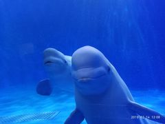 -多彩贵州城极地海洋世界