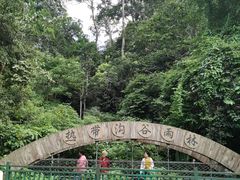 -西双版纳原始森林公园