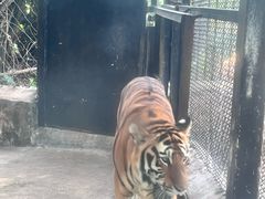 -海南热带野生动植物园