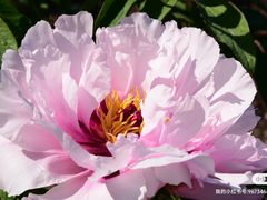 -黑龙江省森林植物园