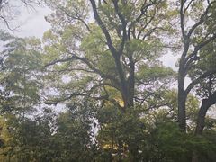 -阿育王寺
