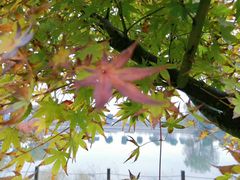 -明珠湖天鹅苑·农家菜馆