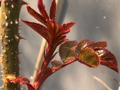 -首开·常青藤二期