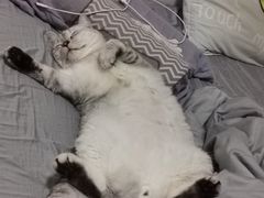 -爱诺耐芙动物医院(万博店)