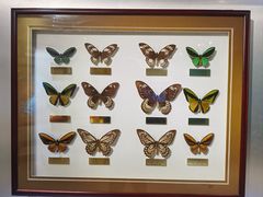 -上海昆虫博物馆