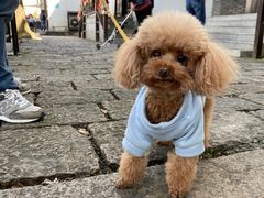 -阿东农家菜(新场古镇下塘街店)