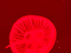 -上海海洋水族馆