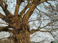 一千多年的古树-平乐古镇