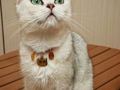 -唐小姐の私宠·宠物洗护美容·撸猫馆·购宠(周浦万达旗舰店)