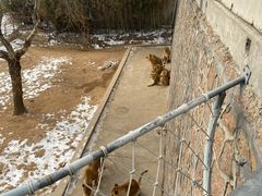 -西霞口神雕山野生动物世界