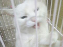 -小伙伴宠物医院•急重症转诊中心·老年专科·犬猫全科(北大街总院)