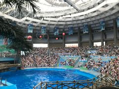 -海合安成都极地海洋公园