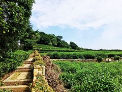 -中国茶叶博物馆(双峰馆区)