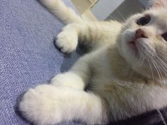 -喵的天空名猫咖啡馆·撸猫·猫舍·用品