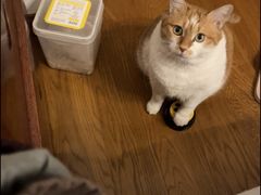 -艾贝尔宠物医院·24H转诊中心·肿瘤猫专科(江宁双龙店)