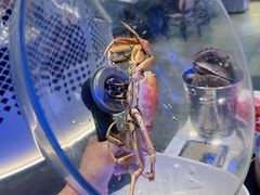 -半岛听涛蒸汽海鲜自助(K11店)