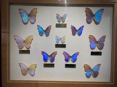 -上海昆虫博物馆