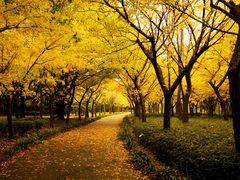 -上海共青森林公园