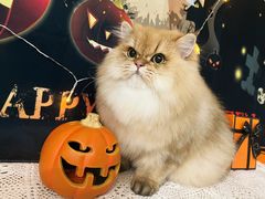-1013 PET SHOP精品宠物商店(丁香店)