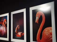 -罗红摄影艺术馆