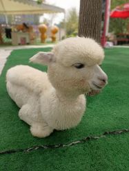 -萌宠亲子动物乐园(槐房万达店)