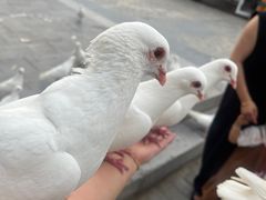 -茯茶镇