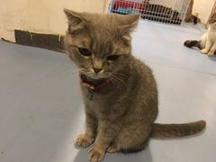 -猫色咖啡·猫咖