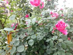 -必胜客(金元宝店)