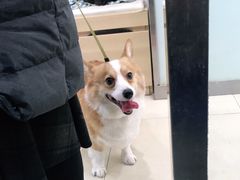 -宠福鑫康馨动物医院·骨科·眼科