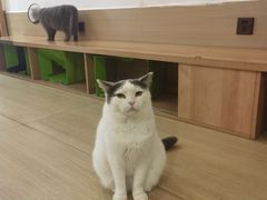 -是阿柴呀！柴犬咖啡·爱喵喵猫咖