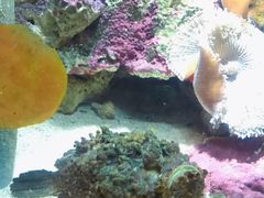 -悉尼海洋生物水族馆