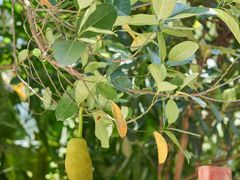 -西双版纳原始森林公园