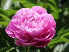 -柳湖茶坊(柳湖店)