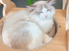-飞行喵MR PILOT|猫舍·猫咖(静安大融城店)