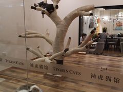 -袖虎·猫馆(体育西路店)