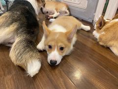 -柯斗斗主题餐厅·狗咖·围炉煮茶·茶饮(国瑞升平里店)