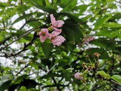 -天适樱花悠乐园