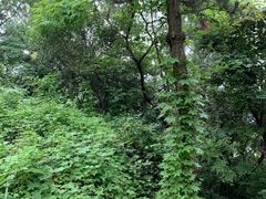 -缥缈峰景区