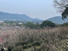 -香雪海