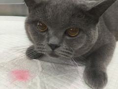 -爱侣宠医·鹦鹉专科·小型哺乳类·异宠专科(灵石路店)