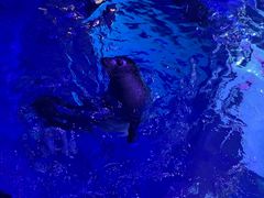 -上海海昌海洋公园