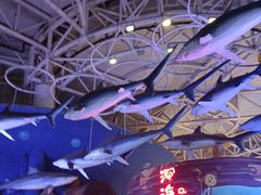 -烟台海昌鲸鲨海洋公园