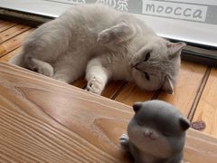 -猫的茶·猫咖