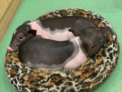 -藦茜花园宠物主题亲子互动体验馆(国顺东路店)