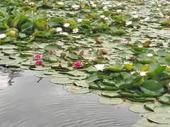 -长春市南湖公园