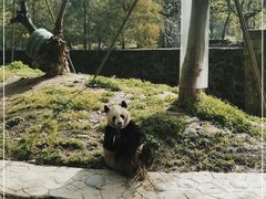 -都江堰中华大熊猫苑