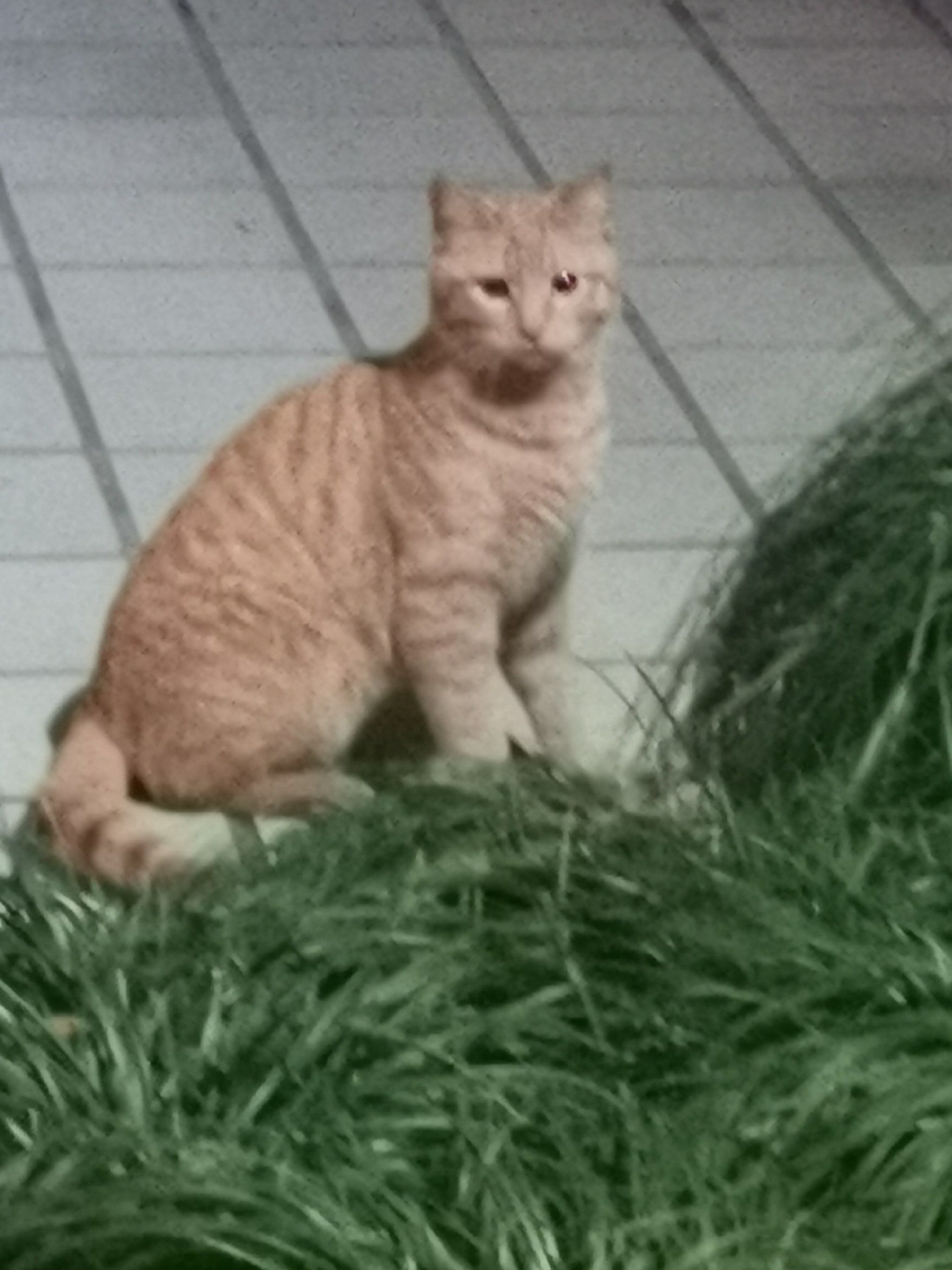 八嘎猫的新男友